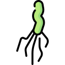 helicobacter pylori 