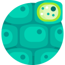 célula vegetal icon