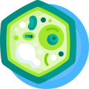 célula vegetal icon