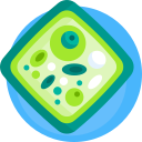 célula vegetal icon