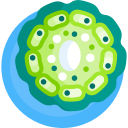 célula vegetal icon