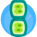 célula vegetal icon