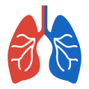 pulmones