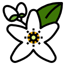 Neroli