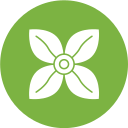 bouvardia icon