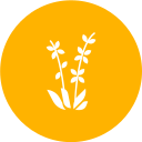 lavanda icon