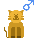 gato 