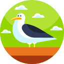 gaviota icon