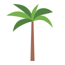 palmera