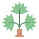 palmera icon