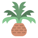 palmera