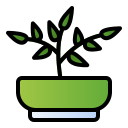 planta de jade 