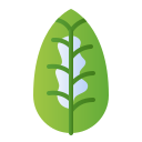 maranta icon