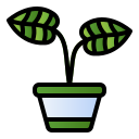 peperomia icon