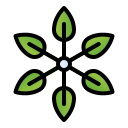 schefflera icon