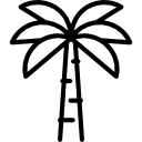 Пальма