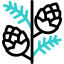 Сосновая шишка 