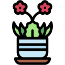 kalanchoe icon