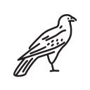 animal 