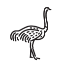 animal 