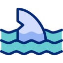 Shark 