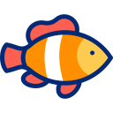 Clown fish 