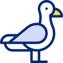 gaviota 