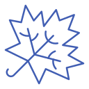 Maple leaf 