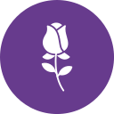 rosa icon