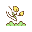 Replant 