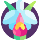 cattleya trianae icon