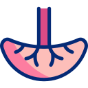 placenta animated icon