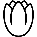 tulipe 