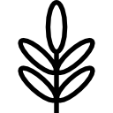 acácia icon