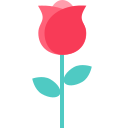 rosa icon