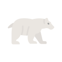 oso polar