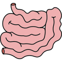 intestino 