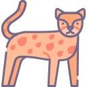 animal 
