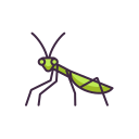 animal 