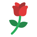 rosa