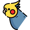 Cockatiel 