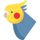 Cockatiel 