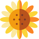 girasol