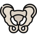 pelvis icon