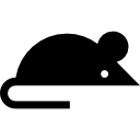 쥐 
