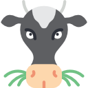 vaca