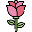 rosa 