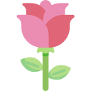 rosa 