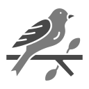 pájaro icon