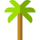 palmera